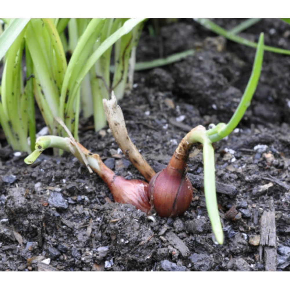 Egyptian Walking Onions Tree Onions Allium Proliferum In Mm