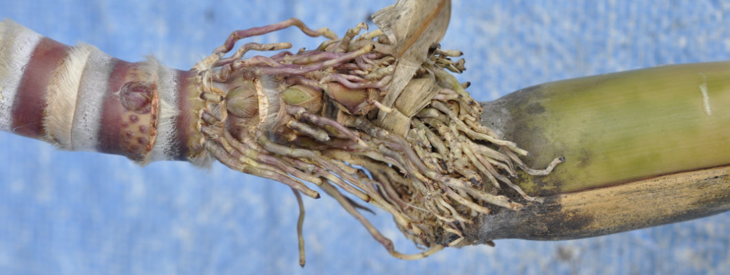 Aerial Rootin' Shootin' Sugarcane