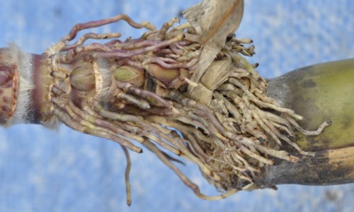 Aerial Rootin' Shootin' Sugarcane