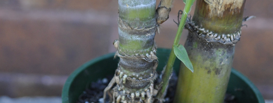 New Update on the Aerial Rootin' Shootin' Sugarcane