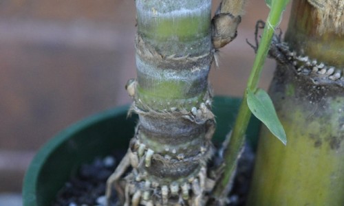 New Update on the Aerial Rootin' Shootin' Sugarcane