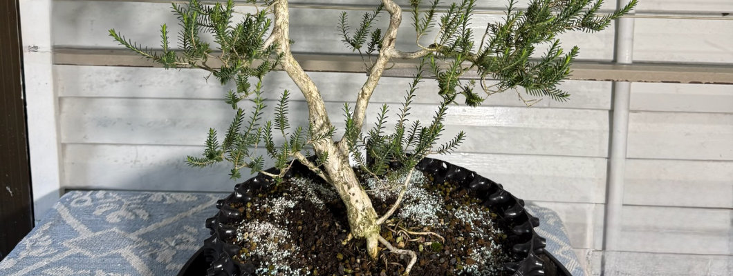 Kel's WA Saltwater Paperbark (Melaleuca cuticularis) Bonsai in an Air-Pot Container Kel's WA Saltwater Paperbark (Melaleuca cuticularis) Bonsai in an Air-Pot Container