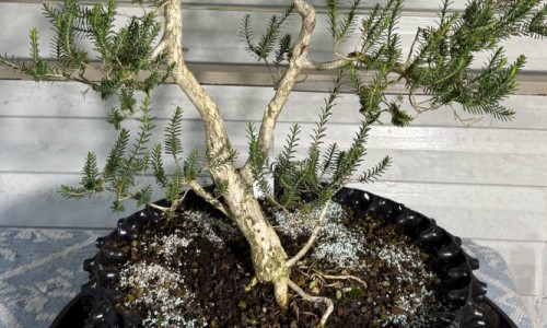 Kel's WA Saltwater Paperbark (Melaleuca cuticularis) Bonsai in an Air-Pot Container