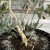 Kel's WA Saltwater Paperbark (Melaleuca cuticularis) Bonsai in an Air-Pot Container