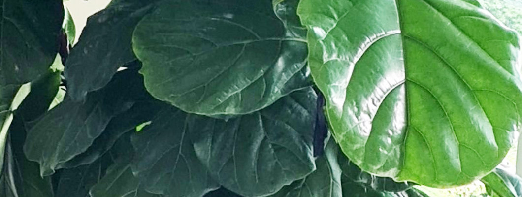 Peter's Fiddle Leaf Fig in a 38 L Air-Pot Container