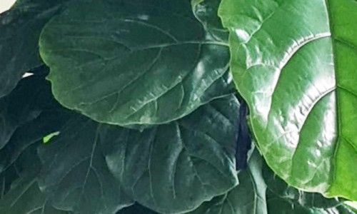 Peter's Fiddle Leaf Fig in a 38 L Air-Pot Container