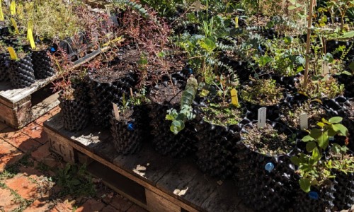 Ways to Stop Roots Going Through an Air-Pot Base