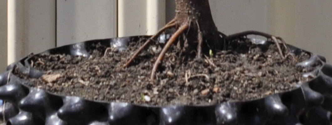 Root Reveal: Sandpaper Fig (Ficus sp.)