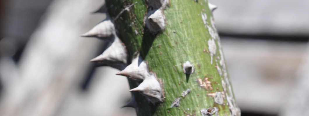 Root Reveal: Silk Floss Tree (Ceiba speciosa)