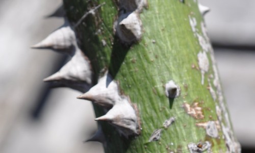 Root Reveal: Silk Floss Tree (Ceiba speciosa)