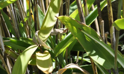 Root Reveal: Tiger Grass (Thysanolaena latifolia)