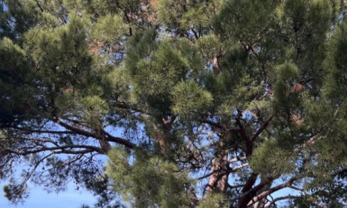 Lone Pine Descendants in Victoria