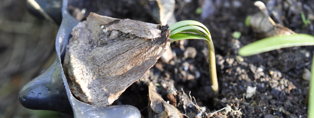 Baby Norfolk Island Pine