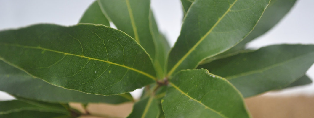 Bay Leaves Repel Insects