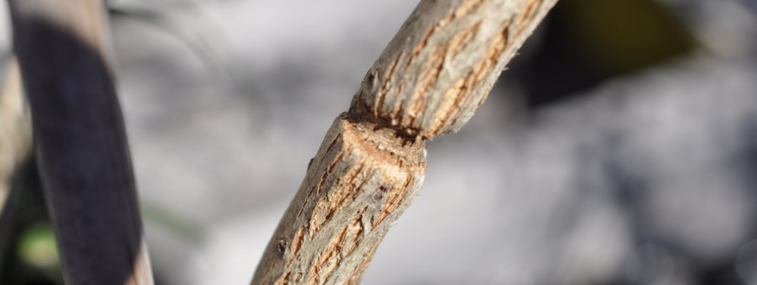 Update on the Bottlebrush (Melaleuca sp.) Pre-Bonsai