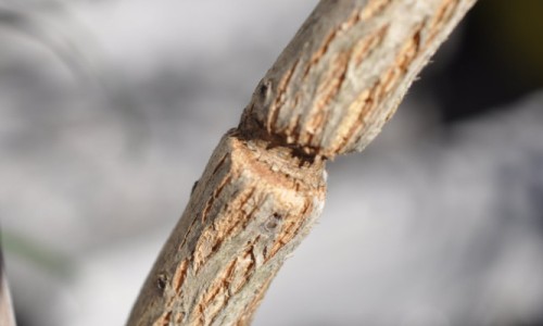 Update on the Bottlebrush (Melaleuca sp.) Pre-Bonsai