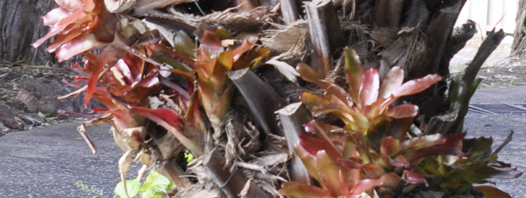 Bromeliads on Palm Tree