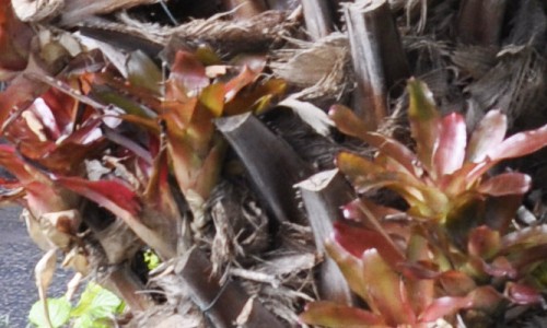 Bromeliads on Palm Tree