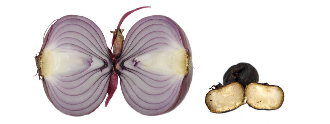 On Bulbs and Corms On Bulbs and Corms