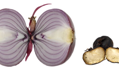 On Bulbs and Corms
