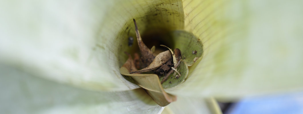 Brocchinia reducta, a Carnivorous Bromeliad