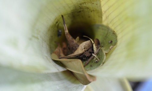 Brocchinia reducta, a Carnivorous Bromeliad