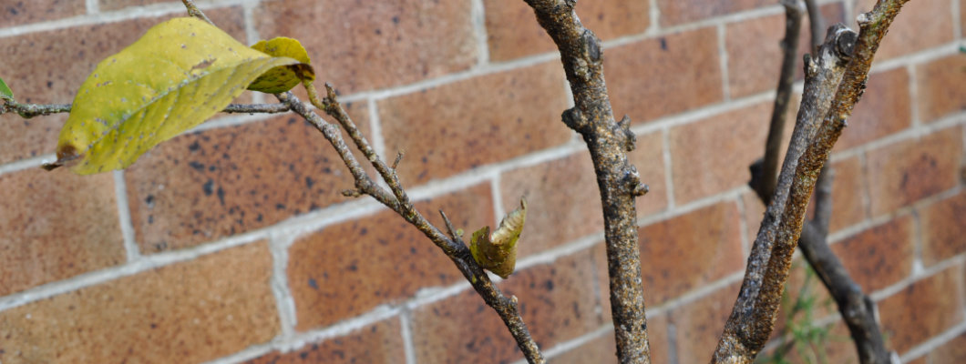 Dead Citrus Revivals