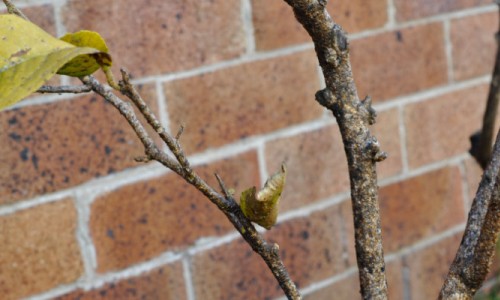 Dead Citrus Revivals