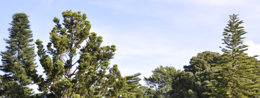 The Curious Nature of the Cook Pine (Araucaria columnaris)