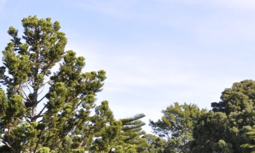 The Curious Nature of the Cook Pine (Araucaria columnaris)