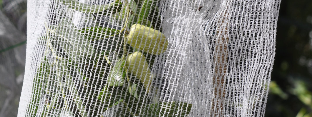 Crop and Fruit Protection Netting