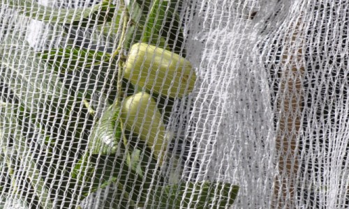 Crop and Fruit Protection Netting