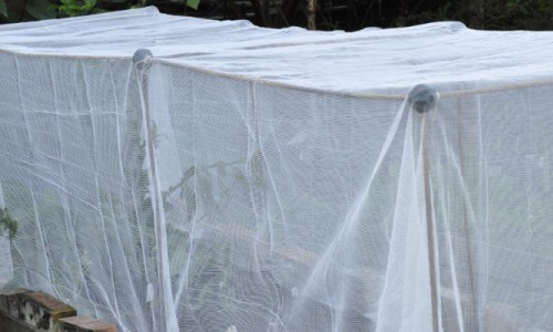 Quickly Constructing  Vegie Bed Protection