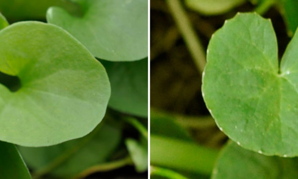 Brahmi/Bacopa/Memory Herb (Bacopa monnieri) and Gotu Kola/Mandukaparni/Arthritis Herb (Centella