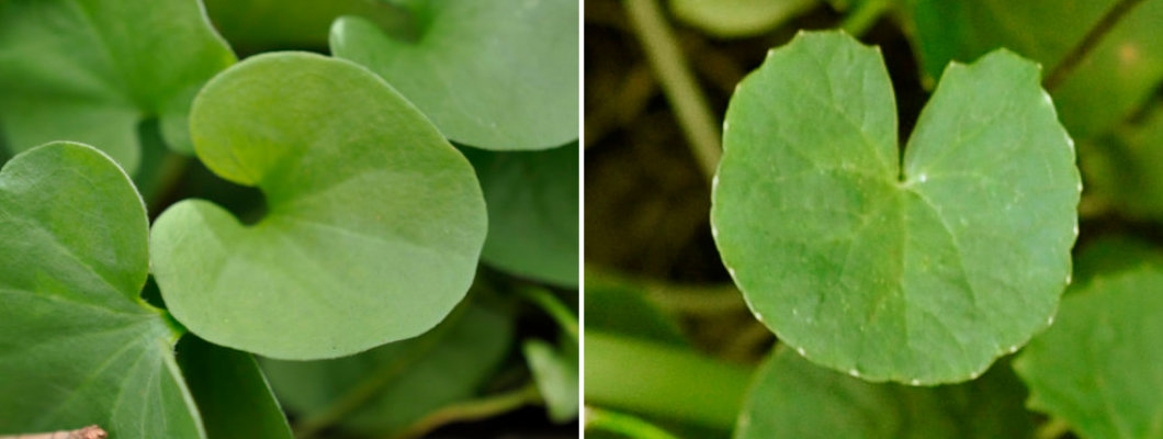 How to Identify Dichondra repens from Gotu Kola