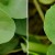 How to Identify Dichondra repens from Gotu Kola