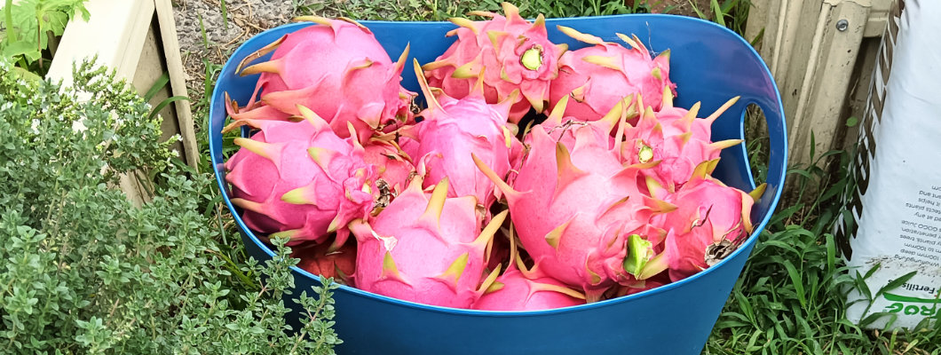 How to Grow Dragon Fruit Successfully