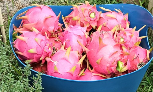 How to Grow Dragon Fruit Successfully
