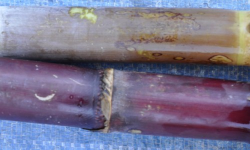 Three Ways to Propagate Sugarcane