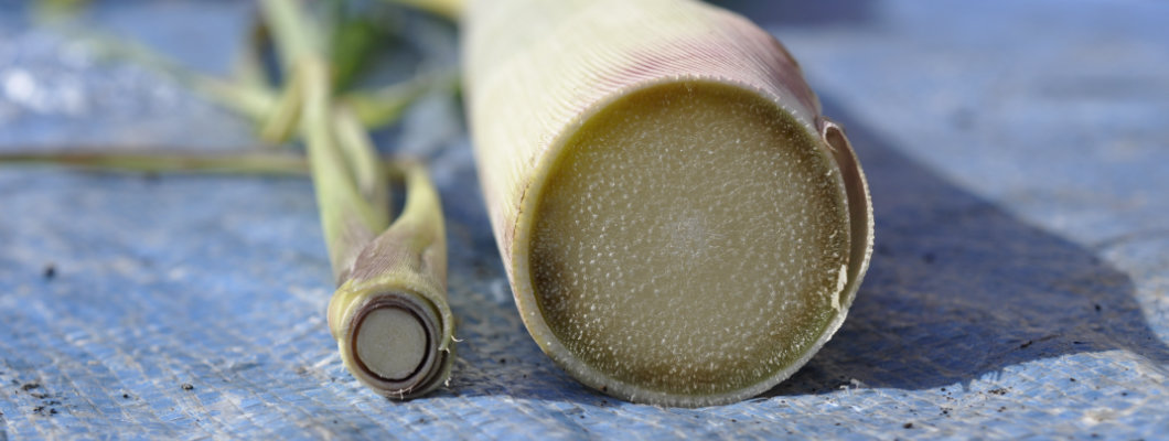Lemongrass and Sugarcane Similarities