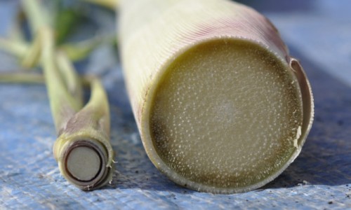 Lemongrass and Sugarcane Similarities