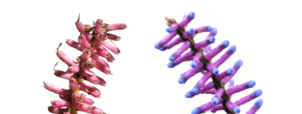 Two Matchstick Bromeliad Inflorescences Two Matchstick Bromeliad Inflorescences