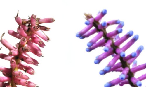 Two Matchstick Bromeliad Inflorescences