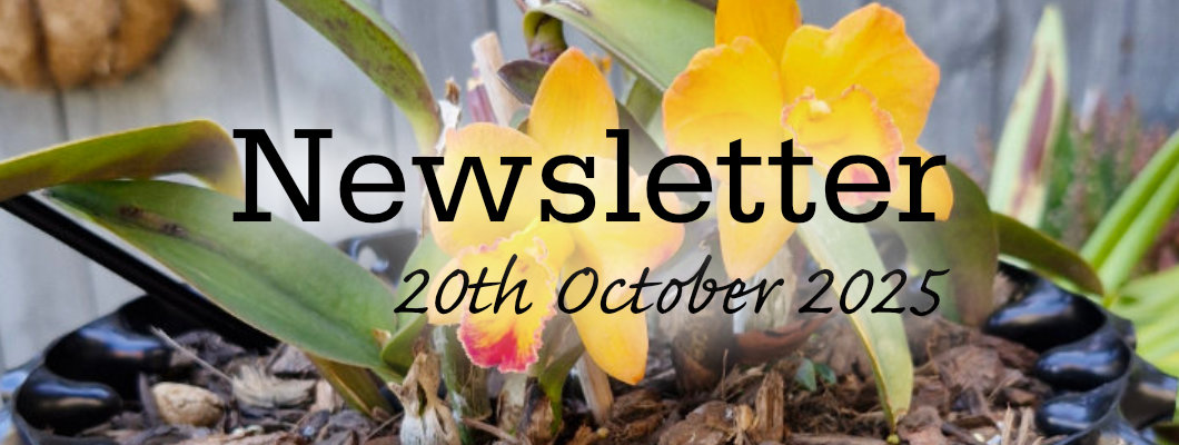 Newsletter 20th October 2025 Newsletter 20th October 2025