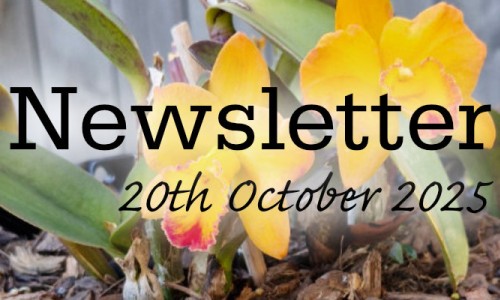 Newsletter 20th October 2025
