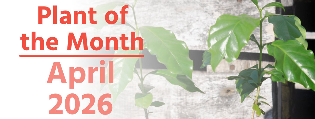 Plant of the Month: April 2026