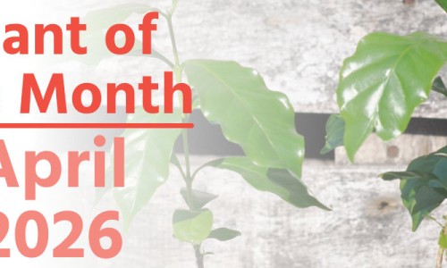 Plant of the Month: April 2026