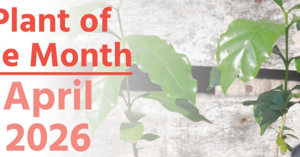 Plant of the Month: April 2026