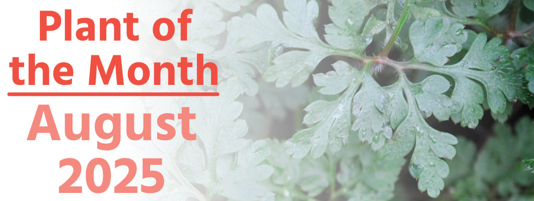 Plant of the Month: August 2025 Plant of the Month: August 2025