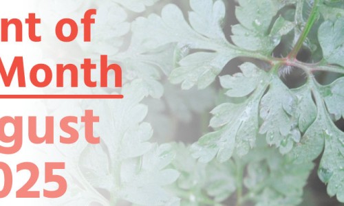 Plant of the Month: August 2025